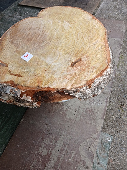 TUORE ISO KOIVUPAHKAKANSI   (KUVAT 2 )