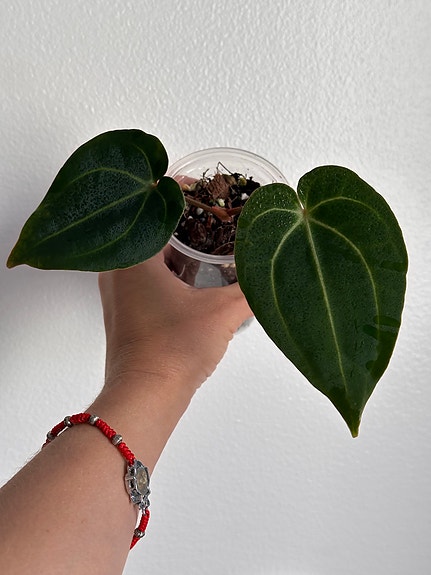 Anthurium hybridi