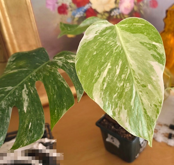 Monstera albo variegata