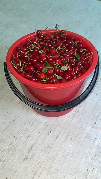 Kirsikoita myytävänä