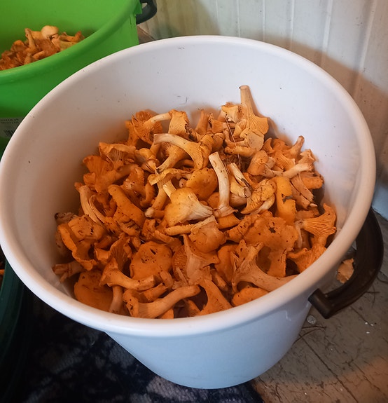 Kanttarelleja myytävänä