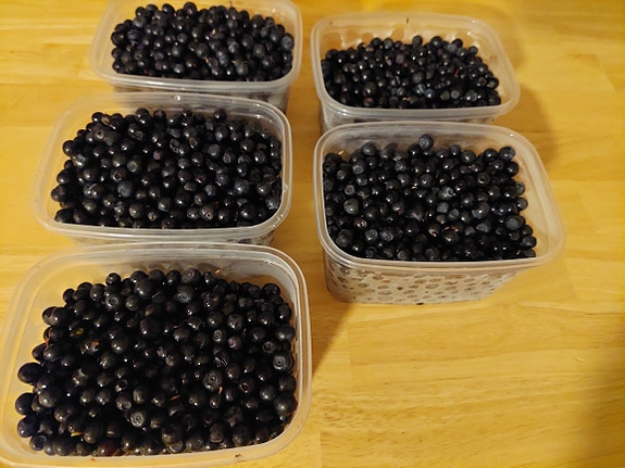 5 pakasterasiaa mustikoita Jyväskylä