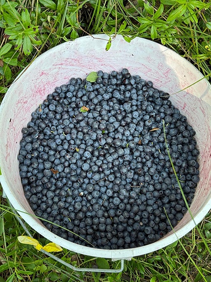 Puhdistettua Mustikkaa  (10 L – 45€)  (OULU)