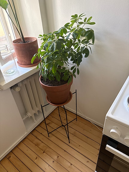 Kukkateline ja iso viherkasvi ruukkuineen