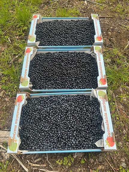 Mustikoita myytävänä