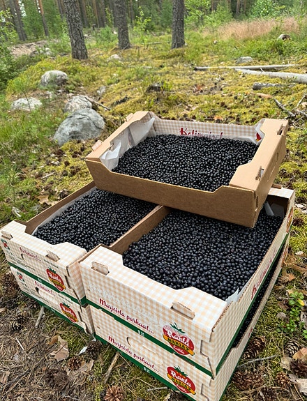 Mustikoita myytävänä
