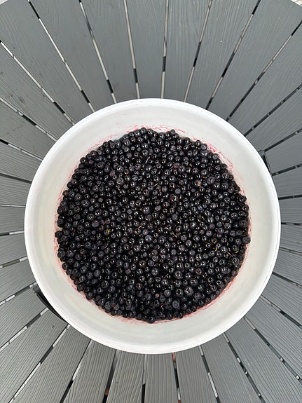 Mustikoita 5kg