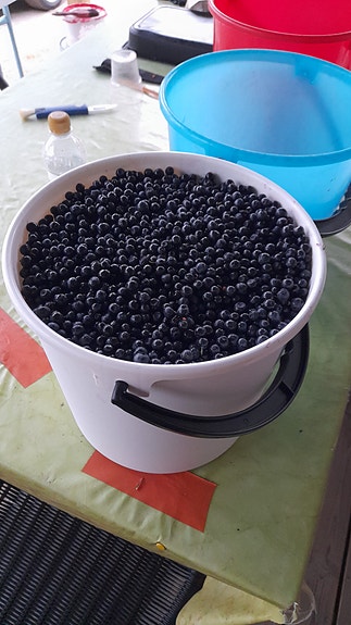 Mustikoita ja kantarelleja myyntiin, kotiinkuljetus JNS/Lehmo/Ylämylly