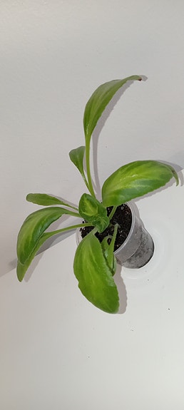 Primulina "Vertigo"