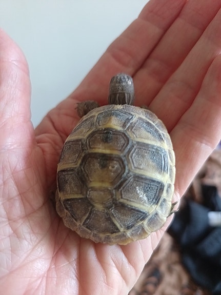 Testudo hermammi hermanni