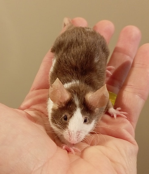 Product image 3 of 10