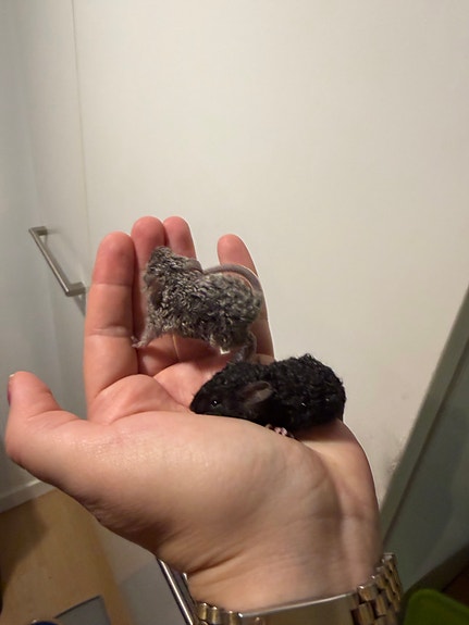 Product image 1 of 3